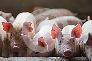 Cute Piglets in the pig farm