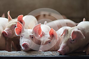 Cute Piglets in the pig farm