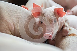 Cute Piglets in the pig farm