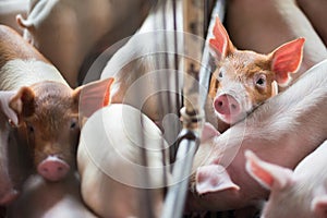 Cute Piglets in the pig farm