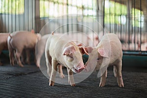 Cute Piglets in the pig farm