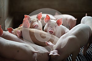 Cute Piglets in the pig farm