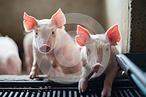 Cute Piglets in the pig farm