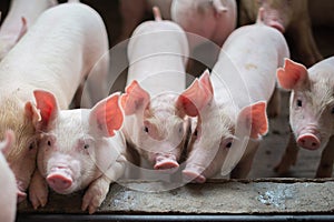 Cute Piglets in the pig farm photo