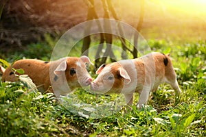 Cute piglets playing with each other in the farmyard