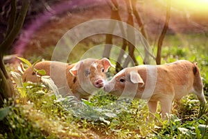 Cute piglets playing with each other in the farmyard
