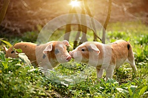 Cute piglets playing with each other in the farmyard