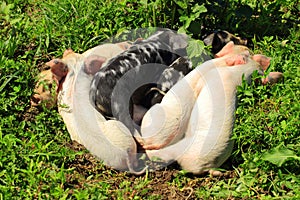 Piglets sleeping
