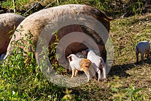 Cute piglets suck milk in the outdoor pen