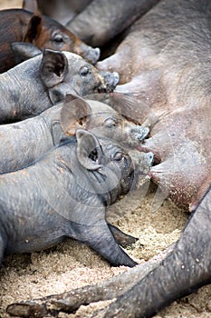 Lindo lechones chupar a ellos madre un cerdo 