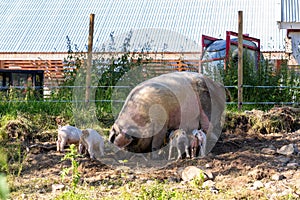 Cute piglets and them sow on the farm