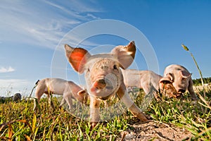 Cute pigs photo