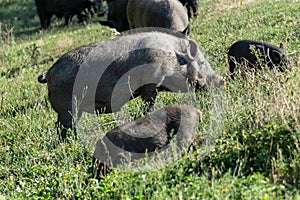 Cute pigs feeding in green sunny grass farm field