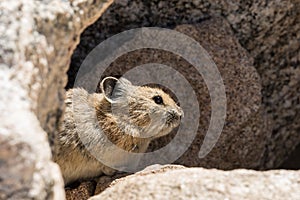 Cute Pika in Rocks