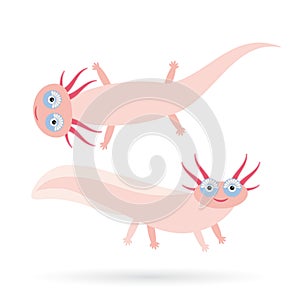 Cute pink Axolotl Cartoon character (Mexican salamander, Ambystoma mexicanum) albino aquarium animal on white background. Vector