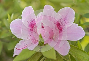 Cute pink azalea flower in spring in front of