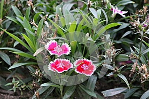 Cute Pink dianthus Japonicus flower, sweet-william, Dianthus barbatus