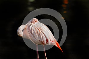 Cute pink flamingo isolated on black background standing