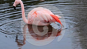 Cute pink flamingo walking in water to search food