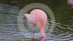 Cute pink flamingo walking in water to search food