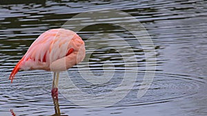 Cute pink flamingo walking in water to search food