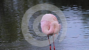 Cute pink flamingo walking in water to search food