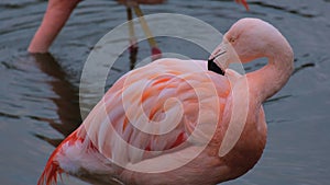 Cute pink flamingo walking in water to search food