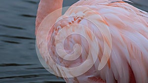 Cute pink flamingo walking in water to search food