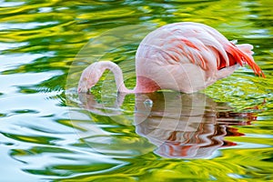 Cute pink flamingo in water at local park