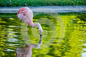 Cute pink flamingo in water at local park