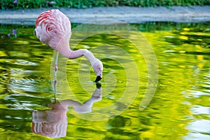 Cute pink flamingo in water at local park