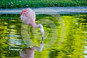 Cute pink flamingo in water at local park