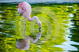 Cute pink flamingo in water at local park