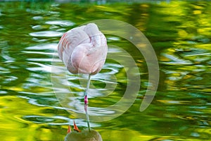 Cute pink flamingo in water at local park