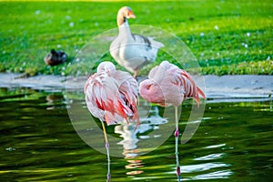 Cute pink flamingo in water at local park