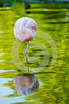 Cute pink flamingo in water at local park