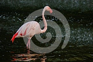 Cute pink flamingo in water at local park