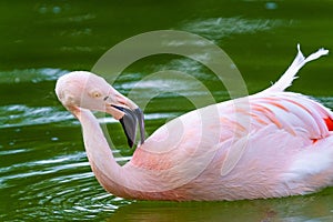 Cute pink flamingo in water at local park