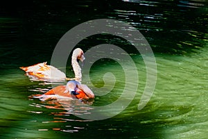 Cute pink flamingo in water at local park