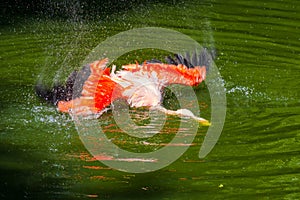 Cute pink flamingo in water at local park