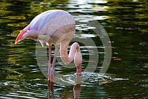 Cute pink flamingo in water at local park