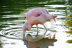 Cute pink flamingo in water at local park