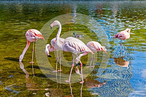 Cute pink flamingos in water at local park