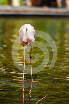 Cute pink flamingos in water at local park