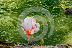 Cute pink flamingos in water at local park