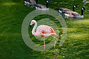 Cute pink flamingos in water at local park