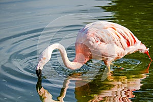 Cute pink flamingos in water at local park