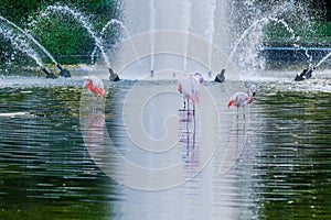 Cute pink flamingos in water at local park