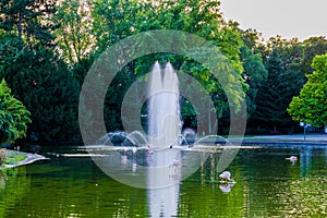 Cute pink flamingos in water at local park