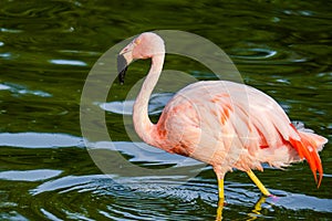 Cute pink flamingos in water at local park